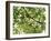 Backlit Green Tree Branch-null-Framed Photographic Print