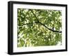 Backlit Green Tree Branch-null-Framed Photographic Print