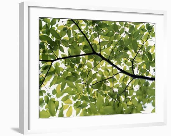 Backlit Green Tree Branch-null-Framed Photographic Print