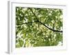 Backlit Green Tree Branch-null-Framed Photographic Print