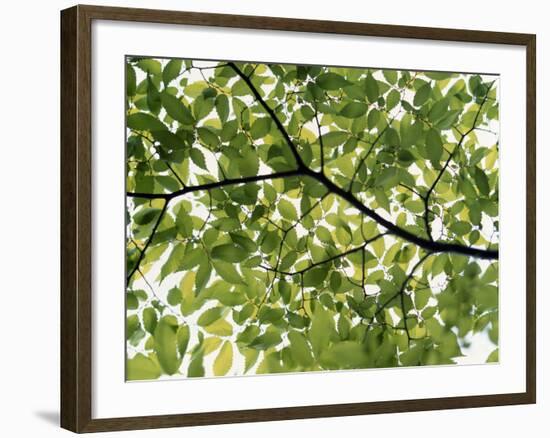 Backlit Green Tree Branch-null-Framed Photographic Print