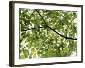 Backlit Green Tree Branch-null-Framed Photographic Print