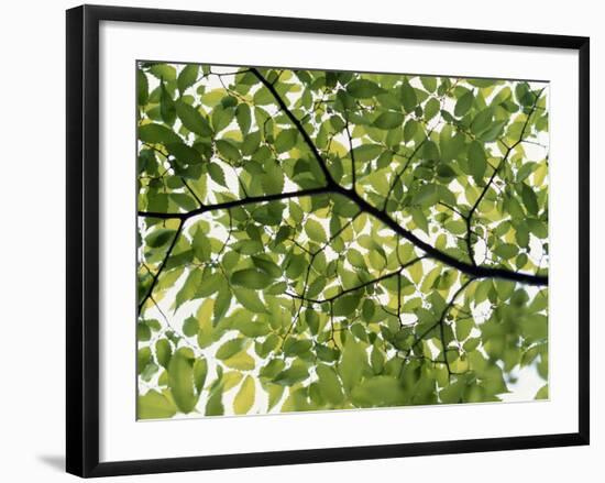 Backlit Green Tree Branch-null-Framed Photographic Print