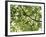 Backlit Green Tree Branch-null-Framed Photographic Print