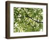 Backlit Green Tree Branch-null-Framed Photographic Print