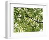 Backlit Green Tree Branch-null-Framed Photographic Print