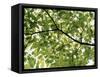 Backlit Green Tree Branch-null-Framed Stretched Canvas