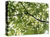 Backlit Green Tree Branch-null-Stretched Canvas