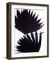 Backlit II-Monika Burkhart-Framed Photographic Print