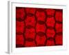 Backlit Illuminated Texture Beetroot-Food And Drink-Framed Photographic Print