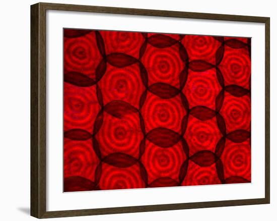 Backlit Illuminated Texture Beetroot-Food And Drink-Framed Photographic Print