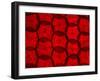 Backlit Illuminated Texture Beetroot-Food And Drink-Framed Photographic Print