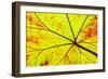 Backlit leaf, starting to turn red in autumn.-Stuart Westmorland-Framed Photographic Print