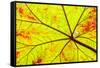 Backlit leaf, starting to turn red in autumn.-Stuart Westmorland-Framed Stretched Canvas