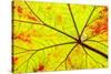 Backlit leaf, starting to turn red in autumn.-Stuart Westmorland-Stretched Canvas