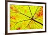 Backlit leaf, starting to turn red in autumn.-Stuart Westmorland-Framed Premium Photographic Print