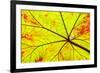 Backlit leaf, starting to turn red in autumn.-Stuart Westmorland-Framed Premium Photographic Print