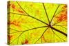 Backlit leaf, starting to turn red in autumn.-Stuart Westmorland-Stretched Canvas