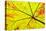 Backlit leaf, starting to turn red in autumn.-Stuart Westmorland-Stretched Canvas