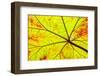 Backlit leaf, starting to turn red in autumn.-Stuart Westmorland-Framed Photographic Print