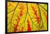 Backlit leaf, starting to turn red in autumn.-Stuart Westmorland-Framed Photographic Print