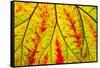 Backlit leaf, starting to turn red in autumn.-Stuart Westmorland-Framed Stretched Canvas