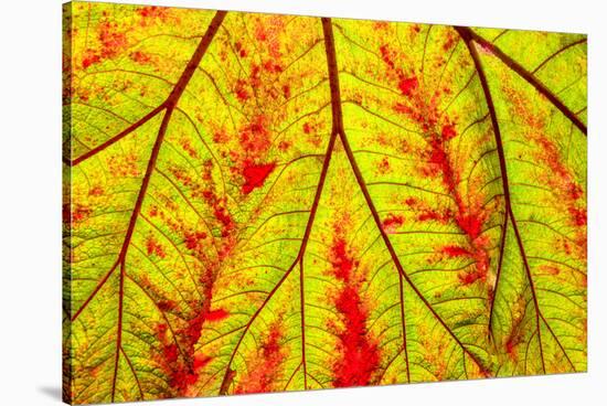 Backlit leaf, starting to turn red in autumn.-Stuart Westmorland-Stretched Canvas