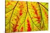 Backlit leaf, starting to turn red in autumn.-Stuart Westmorland-Stretched Canvas