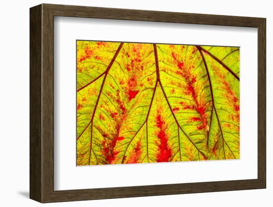 Backlit leaf, starting to turn red in autumn.-Stuart Westmorland-Framed Photographic Print