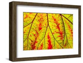 Backlit leaf, starting to turn red in autumn.-Stuart Westmorland-Framed Photographic Print