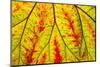 Backlit leaf, starting to turn red in autumn.-Stuart Westmorland-Mounted Photographic Print