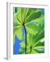 Backlit Leaves, Barro Colorado Island, Panama-Christian Ziegler-Framed Photographic Print