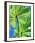 Backlit Leaves, Barro Colorado Island, Panama-Christian Ziegler-Framed Photographic Print