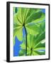 Backlit Leaves, Barro Colorado Island, Panama-Christian Ziegler-Framed Photographic Print