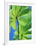 Backlit Leaves, Barro Colorado Island, Panama-Christian Ziegler-Framed Photographic Print