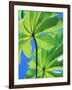 Backlit Leaves, Barro Colorado Island, Panama-Christian Ziegler-Framed Photographic Print