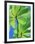 Backlit Leaves, Barro Colorado Island, Panama-Christian Ziegler-Framed Photographic Print