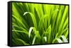 Backlit leaves in garden.-Matt Freedman-Framed Stretched Canvas