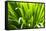 Backlit leaves in garden.-Matt Freedman-Framed Stretched Canvas