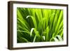 Backlit leaves in garden.-Matt Freedman-Framed Photographic Print