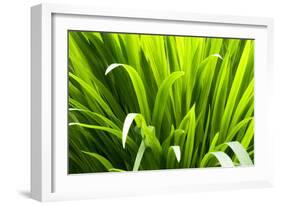 Backlit leaves in garden.-Matt Freedman-Framed Photographic Print