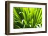 Backlit leaves in garden.-Matt Freedman-Framed Photographic Print