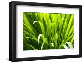 Backlit leaves in garden.-Matt Freedman-Framed Photographic Print