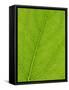 Backlit Leaves Showing Details of Veins and Cells-Lee Frost-Framed Stretched Canvas