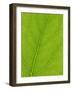 Backlit Leaves Showing Details of Veins and Cells-Lee Frost-Framed Photographic Print