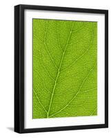 Backlit Leaves Showing Details of Veins and Cells-Lee Frost-Framed Photographic Print