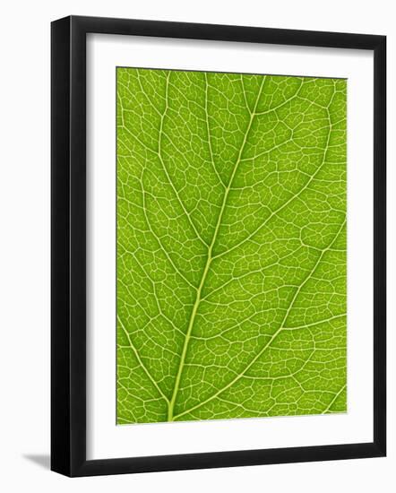 Backlit Leaves Showing Details of Veins and Cells-Lee Frost-Framed Photographic Print
