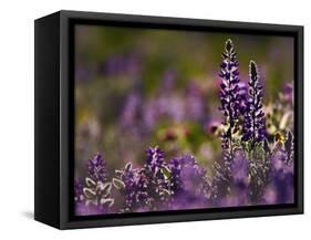 Backlit Lupine Flowers, Glacier National Park, Montana, USA-Adam Jones-Framed Stretched Canvas