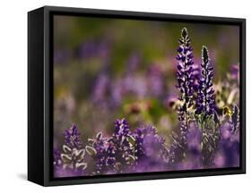 Backlit Lupine Flowers, Glacier National Park, Montana, USA-Adam Jones-Framed Stretched Canvas