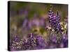 Backlit Lupine Flowers, Glacier National Park, Montana, USA-Adam Jones-Stretched Canvas